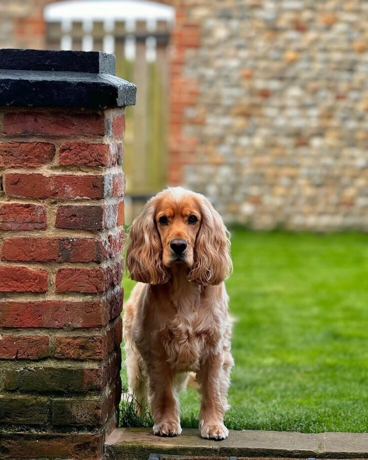 Dog friendly